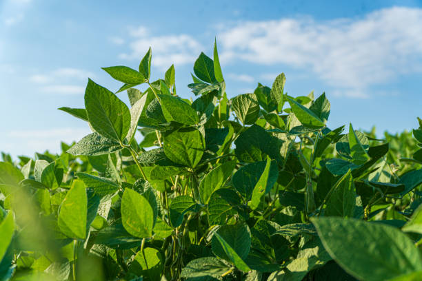 istock Vibrant soybean plants stretch upwards, basking in the warm sunlight, surrounded by a clear blue sky and gentle clouds 2200817196