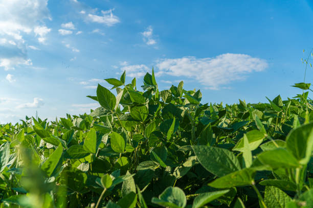 istock Vibrant green soybean plants stretch towards a clear blue sky, basking in sunlight in a flourishing field on a sunny day 2200817217