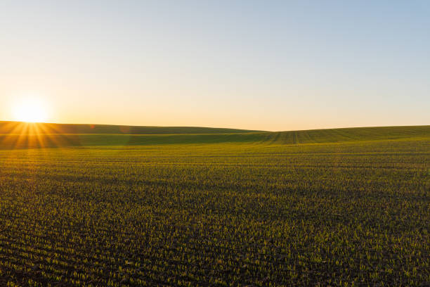 istock Bright sunlight breaks through the horizon, casting warm rays over a lush green field, capturing a peaceful morning essence 2200817241