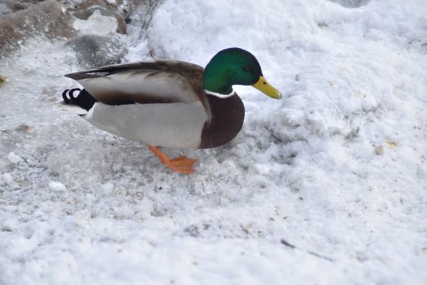 istock A Mallard In Winter 2200817344