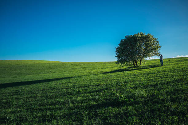 Sunny meadow blooming with white flowers near a pine tree. High quality photo