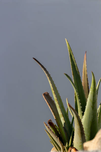 istock Aloe Vera plant against a clear sky 2200821337