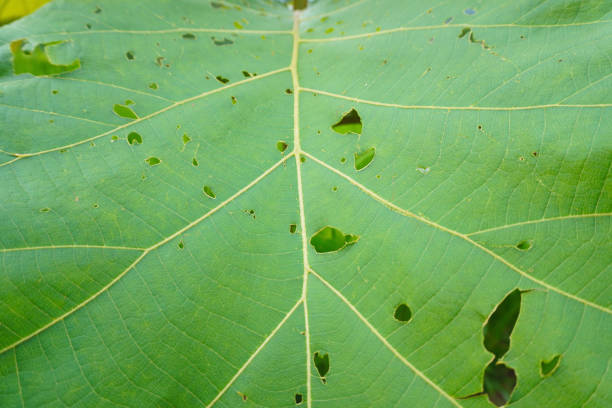 close up teak leaf texture with holes due to caterpillar pests