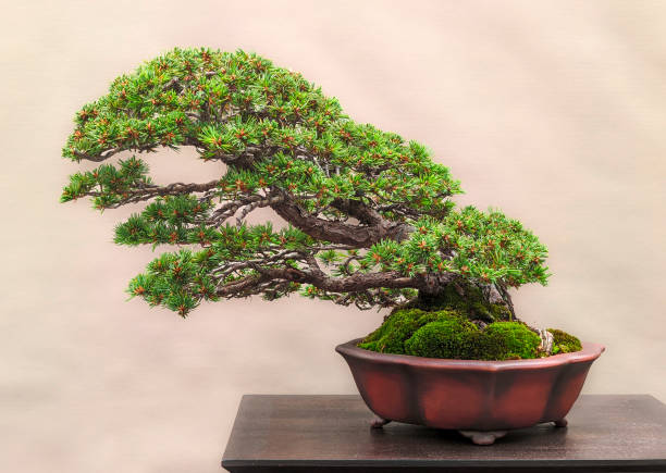 istock Elegant Bonsai Tree in Ceramic Pot on Wooden Table 2200823309