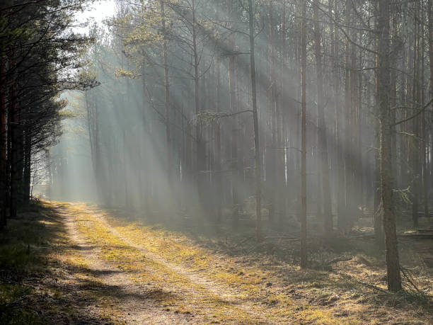 istock A coniferous-deciduous forest colored by sunlight during a snowless winter. Poland, late December 2024 2200824840