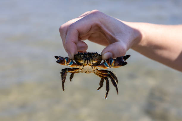 Eriphia Verrucosa warty or yellow crab in hand.