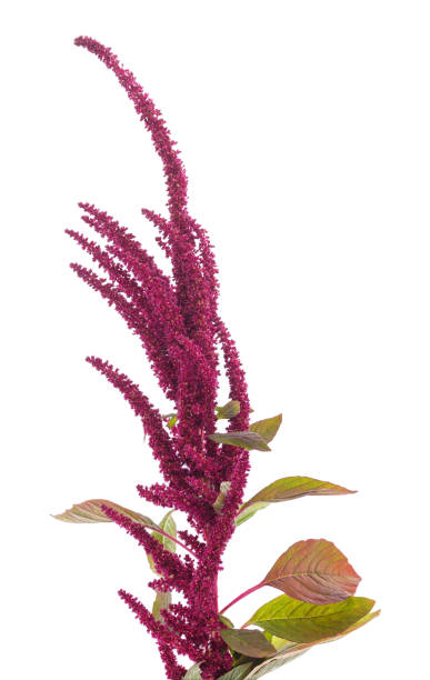 istock One branch of flowering amaranth. 2200825744