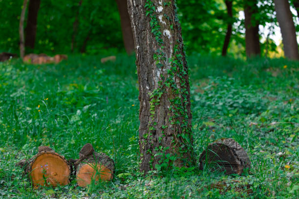 Close up shots of tree trunks, with sunlight and green background.