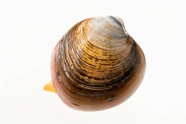 Close-Up Of Shell Clam Against White Background.