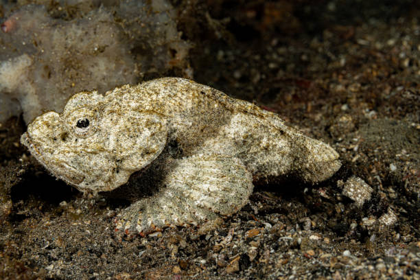 istock Devil Scorpionfish or False Stonefish Scorpaenopsis diabolus, Lembeh Strait, Indonesia 2200831106