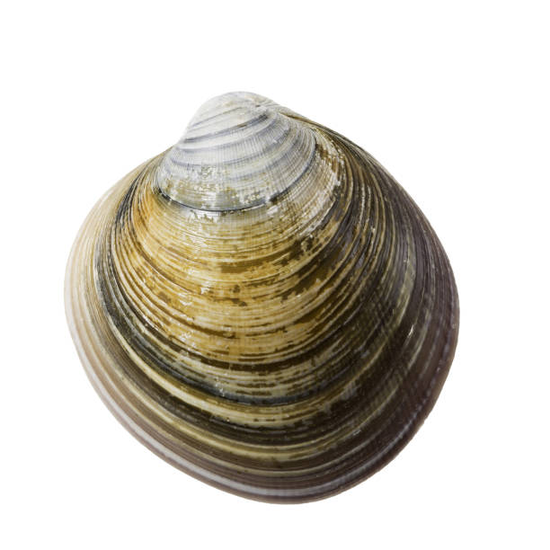istock Close-Up Of Shell Clam Against White Background. 2200831213