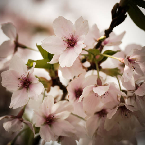 Close Up Of Pink Cherry Blossom With Morning Sunlight