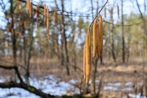 Close-up of hazel catkins hanging from a tree branch in early spring, with a blurred forest background and patches of snow.
