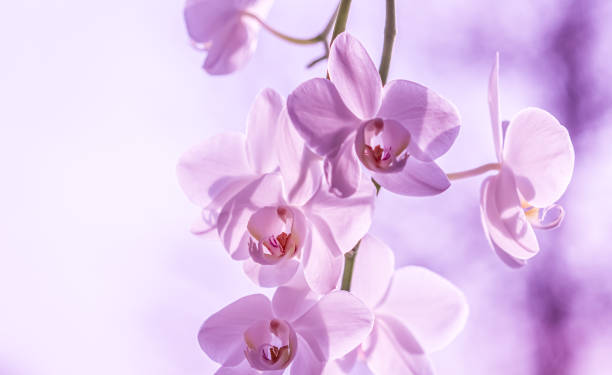 istock Pale purple orchid phalaenopsis flower. Macro. Floral background 2200831791