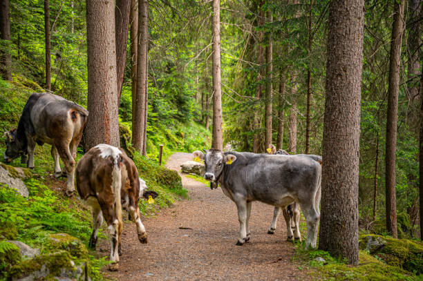 Cows on the hiking trail to the Polles alm in the Ötztal valley in Tyrol Austria during a beautiful springtime day in the Alps.