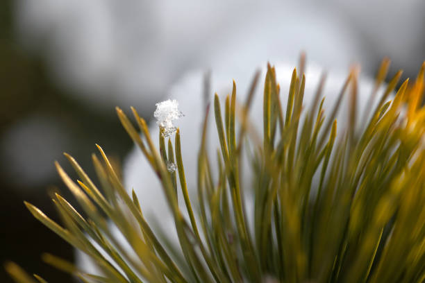 Winter Wonderland Walk: Snowy Forest Adventure