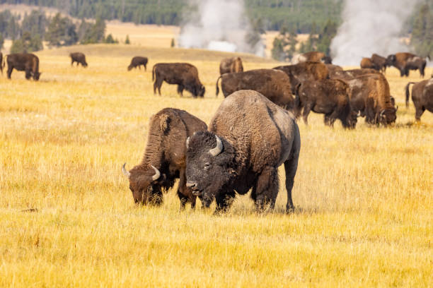 istock Yellowstone National Park, USA 2200838731