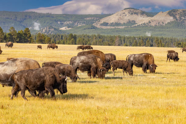 istock Yellowstone National Park, USA 2200838734