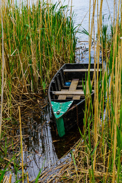 istock Old boat moored in the thicket of reeds 2200838779