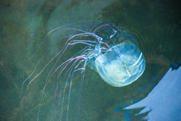 Box jellyfish (Chironex fleckeri) in the sea - Philippines, Coron Island