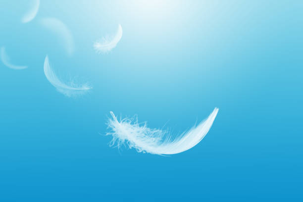Soft White Bird Feathers Falling in a Blue Sky. Fluffy Downy. Freedom, Floating Freely, Peace. Softness of Feathers Floating in Heavenly.