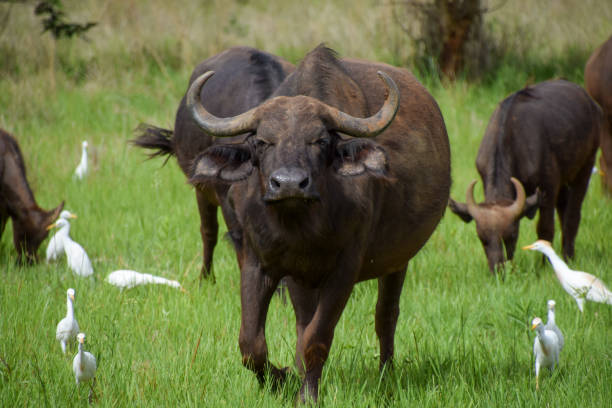 istock Cape buffalo in Africa 2200843225