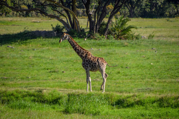 istock Giraffes in Africa 2200843514