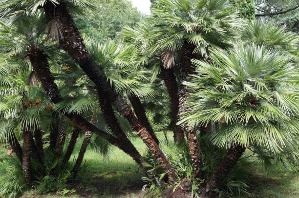 istock Beautiful palm tree in the city park. 2200843688