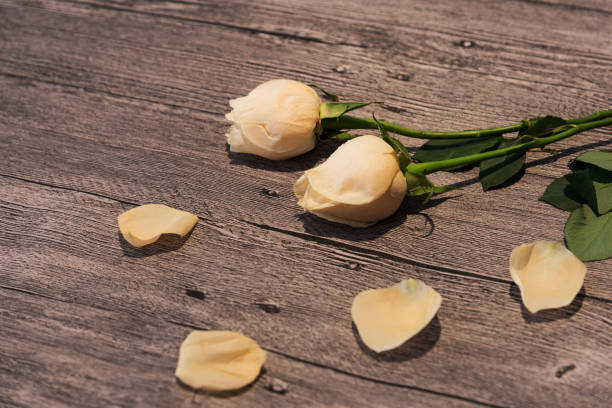 Yellow roses and petals on the desktop