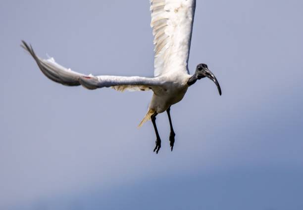 istock The beauty of avian flight in a natural setting. 2200847581