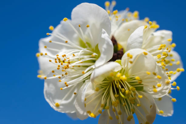 spring flower