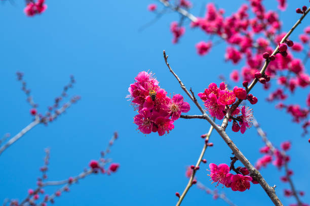 Cherry flowers blooming, studio shot...
