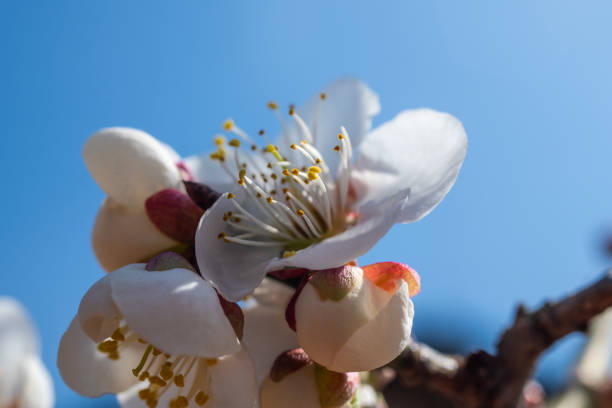 spring flower