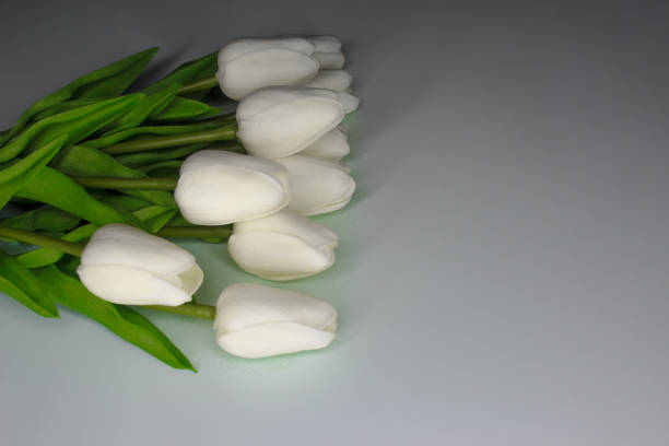 delicate bouquet of white tulip flowers on a wooden white background.
