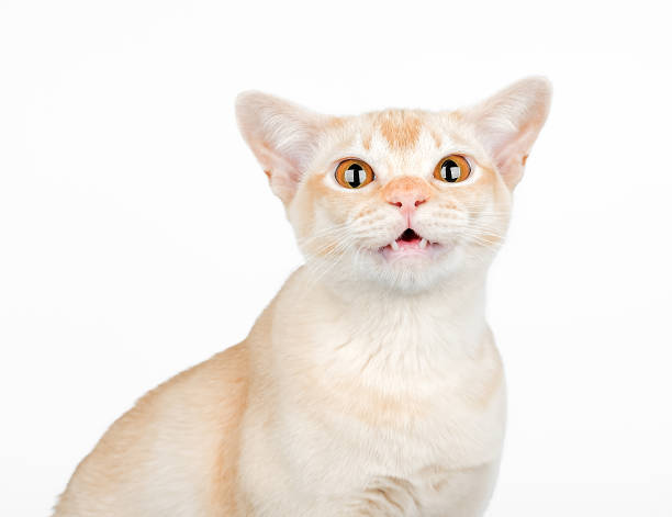 Shocked domestic cat, cat scared or surprised. Burmese cat with wide open eyes and open mouth on white background. Copy space. pics for cat staring at wall stock pictures, royalty-free photos & images