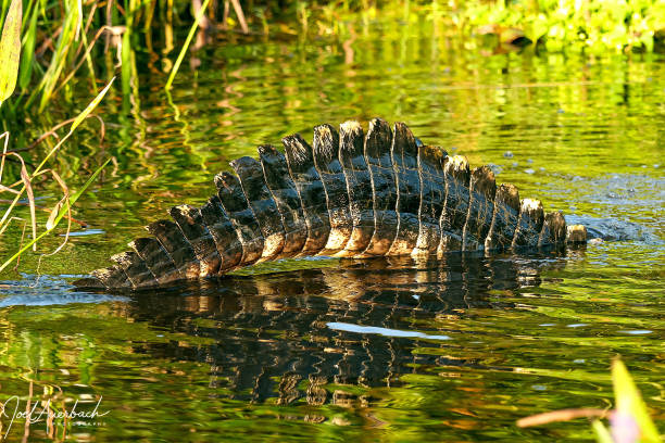 Alligator at the Wakodahatchee Wetlands
