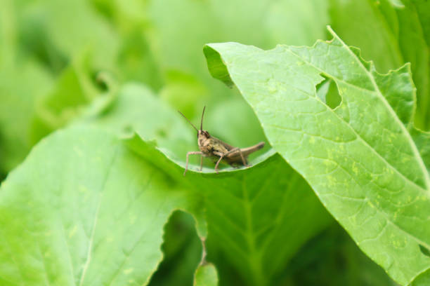 A detailed close-up of a grasshopper perched on a vibrant green leaf.  The image captures the intricate detail of both the insect and the foliage.