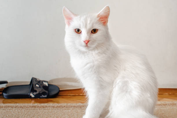 Fluffy sitting on the floor in the apartment