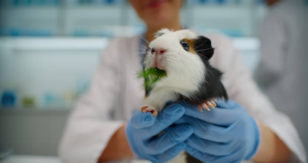 istock Super cute and funny guinea pig is being hold by female doctor's hand while eating favorite green dill after medical treatment 2200856443