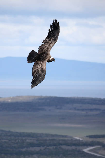 istock Patagonian Condor 8 2200856602