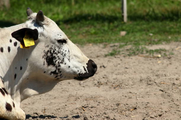 istock Spotted cow on a dry pasture. 2200856848