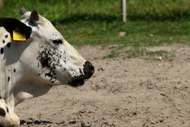 istock Spotted cow on a dry pasture. 2200856885