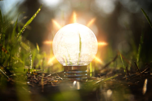 energy and business concept image. Creative idea innovation. light bulb metaphor in nature