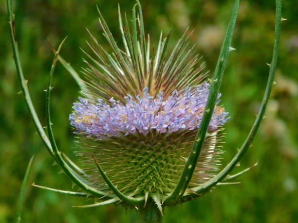 istock Dipsacus fullonum flower in wild nature 2200857304