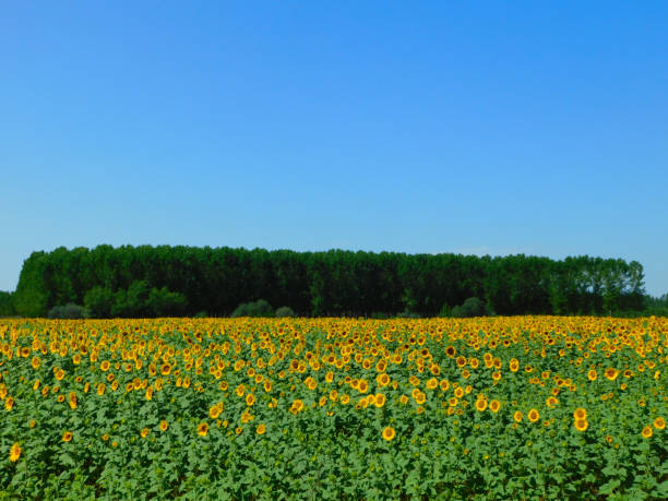 A vast field of sunflowers showcases vibrant yellow blooms against a clear blue sky. Positioned towards the foreground, the sunflowers are lush and densely packed, each with a prominent dark center. Behind the field, a row of tall, leafy green trees creates a natural boundary. To the left, a red-roofed structure can be seen, hinting at a rural setting. The scene conveys a sense of warmth and abundance, typical of a thriving agricultural landscape.