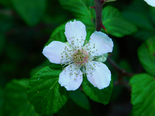 Five-petaled white flower with a cluster of stamens at the center, surrounded by deep green leaves. The plant has a thorny stem with red-tipped thorns. The petals are delicate and flat, radiating from the central core. The background is filled with lush foliage, creating a natural setting. The overall appearance suggests a wild, uncultivated environment.