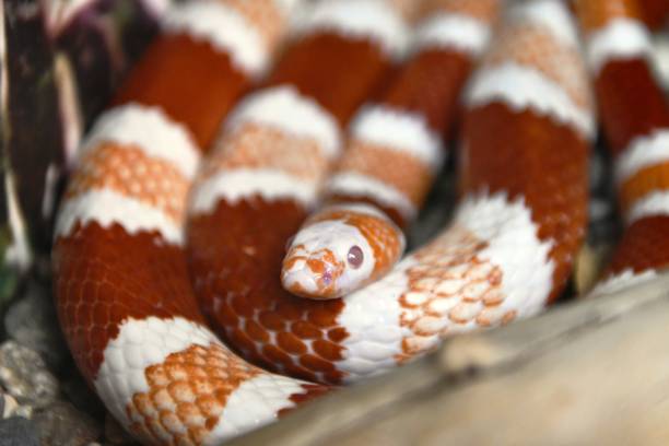 istock exotic snakes reptiles 2200858371