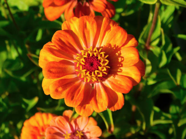 istock Zinnia elegans on a rural garden 2200858380