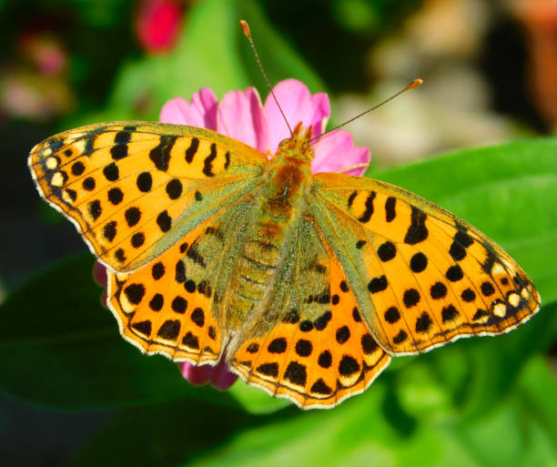 istock orange butterfly on a pink flower 2200858416