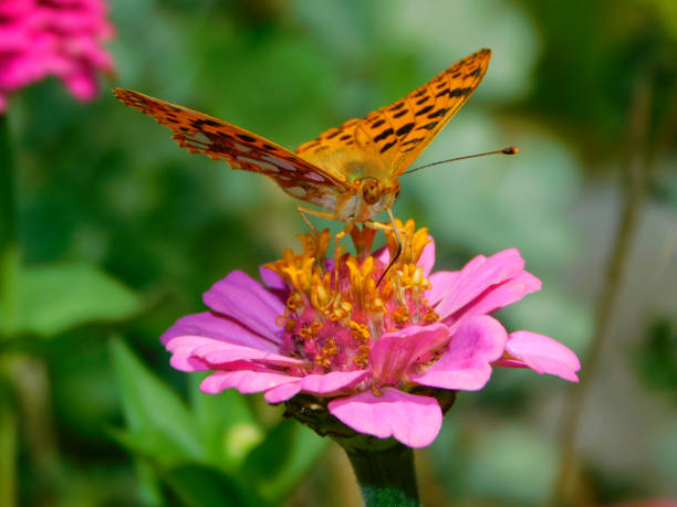 Yellow swallowtail butterfly on a flower closeup